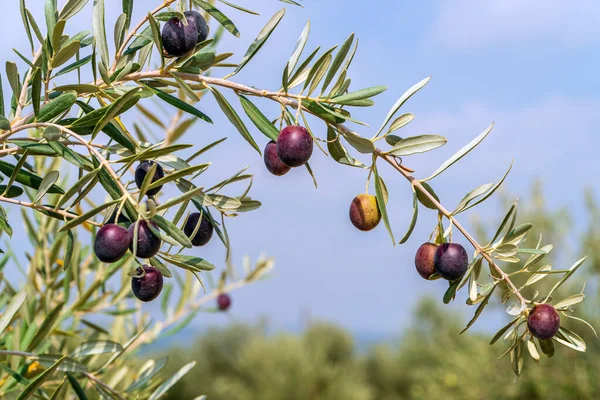 black olives on branch