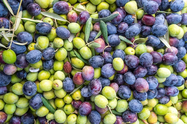 Olives in the box ready to grind — Stock Photo, Image