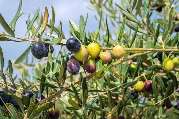 Black olives on branch — Stock Photo, Image