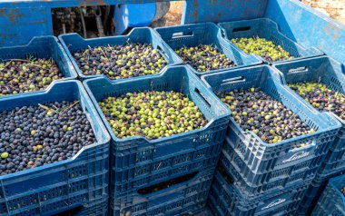 Zeytin kutusunda öğütmek hazır
