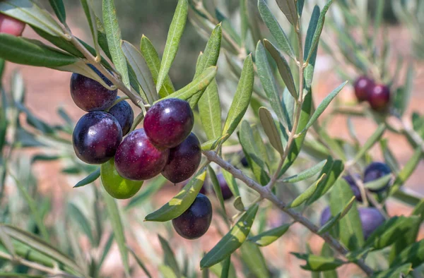 Black olives on branch — Stock Photo, Image