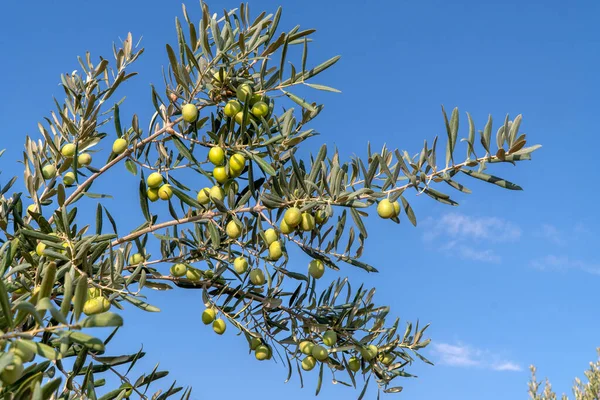 Green Olives Tree — Stock Photo, Image