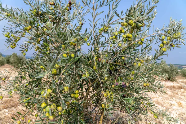 Strom zelených oliv — Stock fotografie