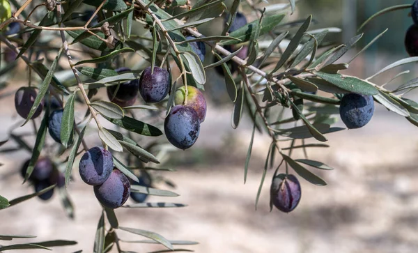 Black olives on branch — Stock Photo, Image