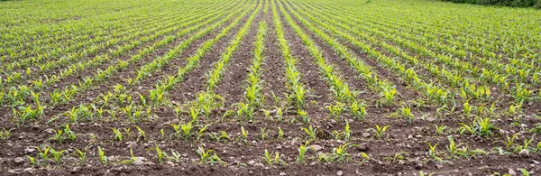 Corn Field Young Corn Seedlings Spring — Stock Photo, Image