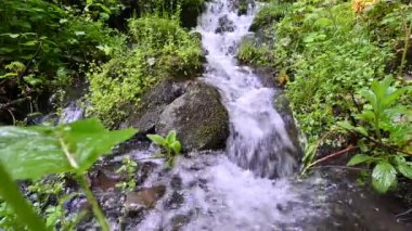 Orman bitkilerinin yeşillikleriyle çevrili küçük şelaleler