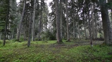 Çam ormanında ağaç gövdeleri