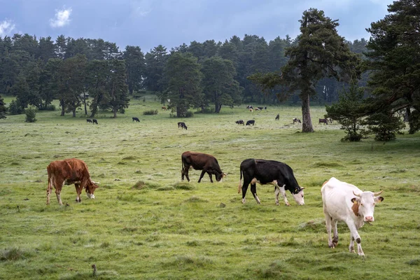 Vacas Pastando Bosque Bolu Turquía — Foto de Stock