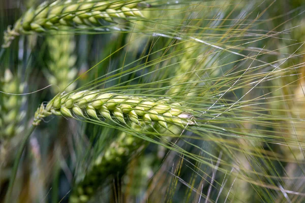 Green Wheat Field Background Spring — Stock Photo, Image