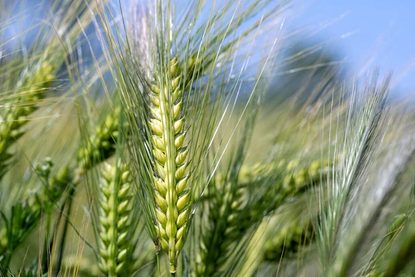 Green Wheat Field Background Spring — Stock Photo, Image