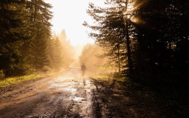 Siluet Yalnız Adam ormanda sisli yolda yürüyor