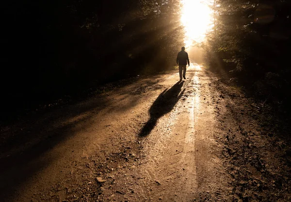 轮廓孤独的男人在雾蒙蒙的森林路上离去 免版税图库图片
