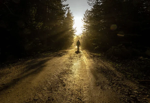 Siluet Yalnız Adam Ormanda Sisli Yolda Yürüyor Stok Resim