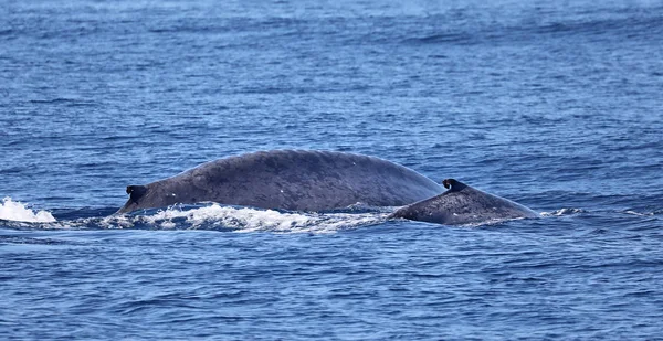 Cielęcia Płetwal Błękitny Jego Matka Pobliżu Wybrzeża Wyspy Pico Azory — Zdjęcie stockowe