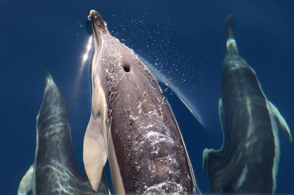 Skupina Delfínů Obecných Vrchu Nedaleko Pobřeží Ostrova Pico Azory — Stock fotografie