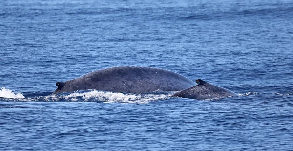 Bezerro Baleia Azul Com Sua Mãe Perto Costa Ilha Pico Imagem De Stock