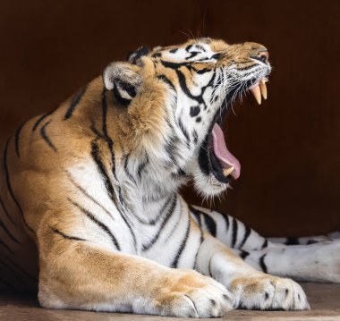 Close up view of a roaring Bengal tiger (Panthera tigris tigris) clipart