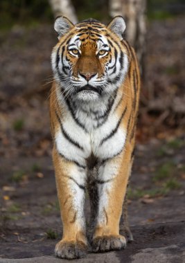 Bir duran Sibirya kaplanı (Panthera tigris altaica önden görünümü)