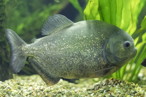 Vista Cerca Una Piraña Roja Pygocentrus Nattereri — Foto de Stock