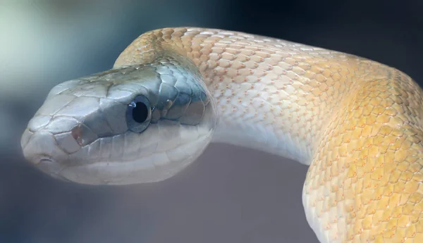 Närbild Skönhet Råtta Orm Elaphe Taeniura — Stockfoto