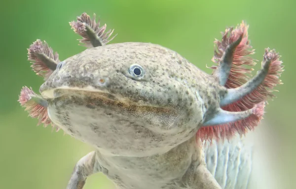 Vue Rapprochée Axolotl Ambystoma Mexicanum — Photo