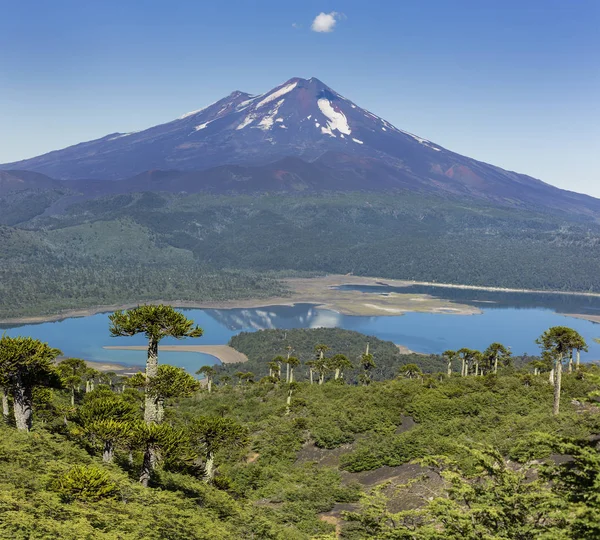 Vulkaan Llaima Conguillio Chili — Stockfoto