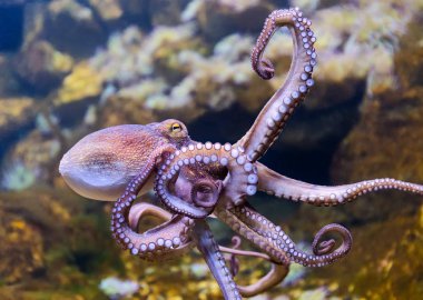 Ortak ahtapot (Octopus vulgaris görünümünü yakın çekim)