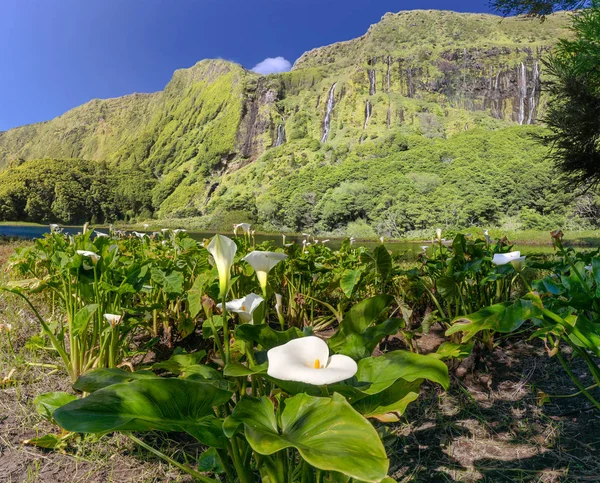 Ferreiro Azores Flores Adası Göl Poco Yapmak Ribeira Calla Çiçek — Stok fotoğraf