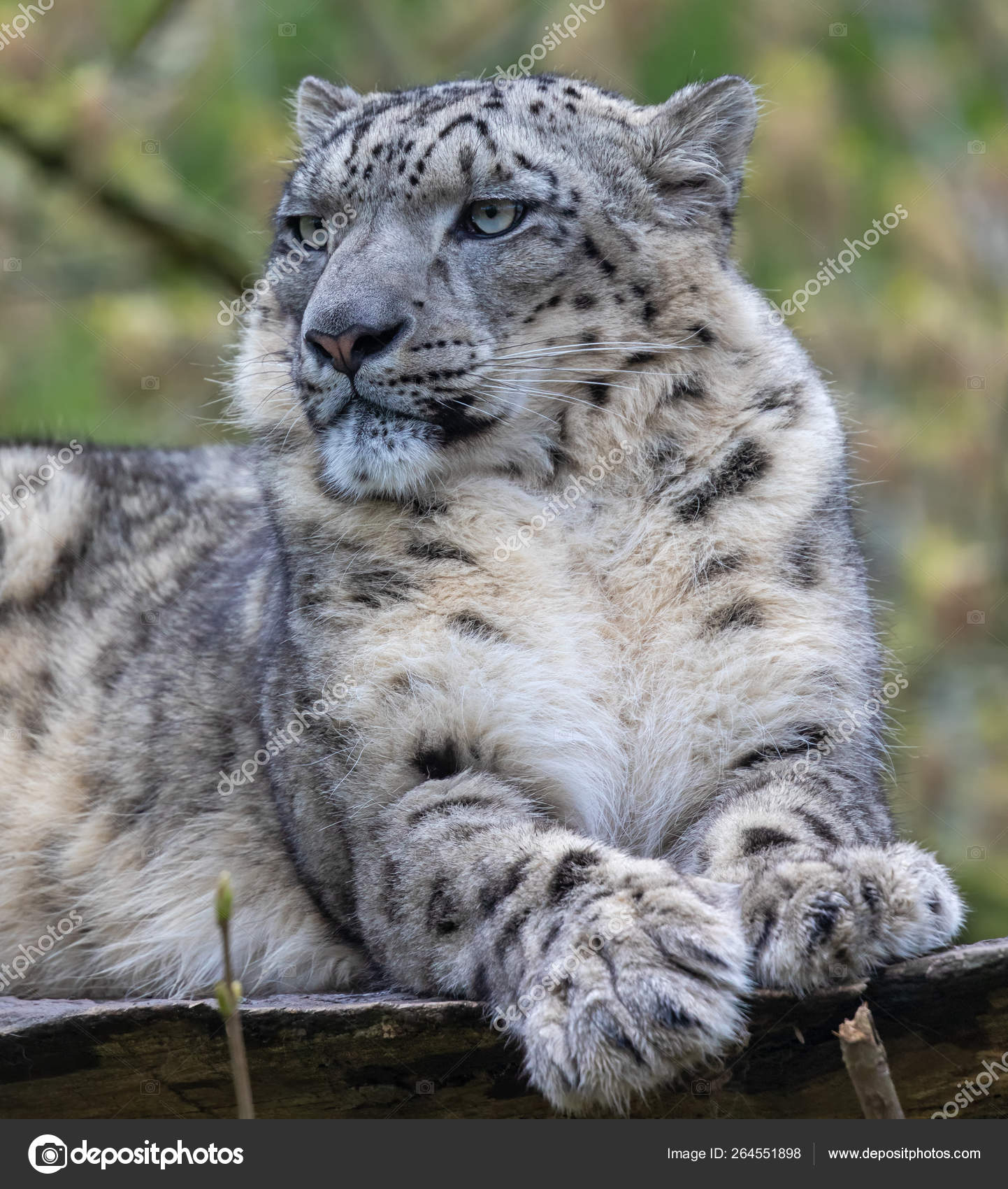 Cat big pupil stockfoto, royaltyfrie Cat big pupil bilder | DepositPhotos, image size:1442x1700