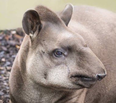 Bir Lowland Tapir 'in yakın görünümü (Tapirus terrestris)