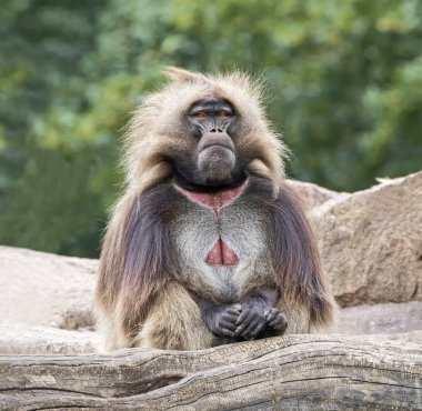 Erkek Gelada portresi (Theropithecus gelada)