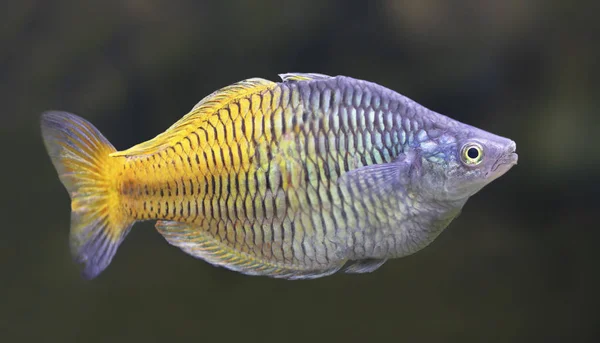 Veduta Ravvicinata Pesce Arcobaleno Boeseman Melanotaenia Boesemani — Foto Stock