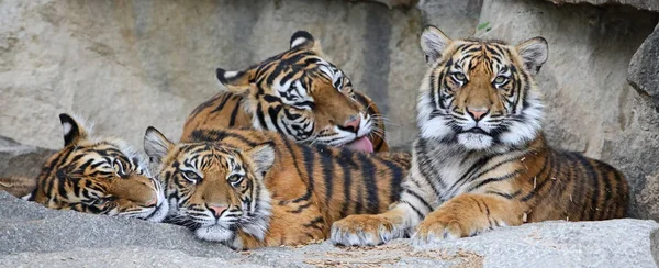 Famille Des Tigres Sumatra Panthera Tigris Sumatrae — Photo