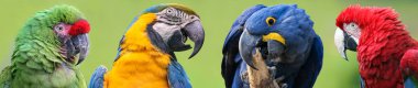 Colorful group of Macaws - 4 species clipart