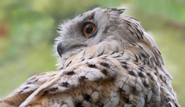 Sibirya Kartal Baykuşu 'nun (Bubo bubo sibiricus)