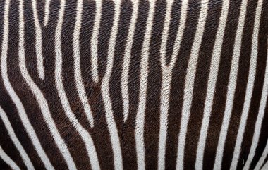 Arkaplan olarak zebra derisinin (Grevy 'nin zebrası) görünümünü kapat