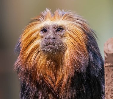 Altın başlı aslan tamarininin (Leontopithecus chrysomelas)