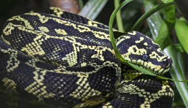 Close-up view of a Jungle Carpet Python (Morelia spilota cheynei) clipart