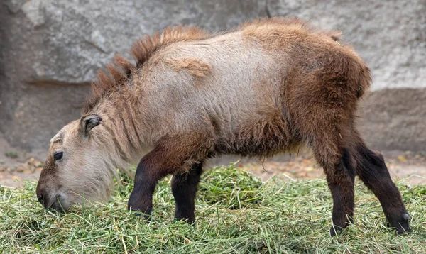 Close Van Een Jonge Sichuan Takin Budorcas Taxicolor Tibetana — Stockfoto