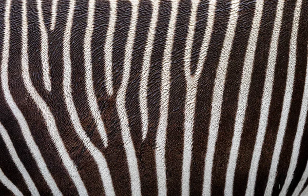 Vista Vicino Della Pelle Zebra Zebra Grevy Come Sfondo — Foto Stock