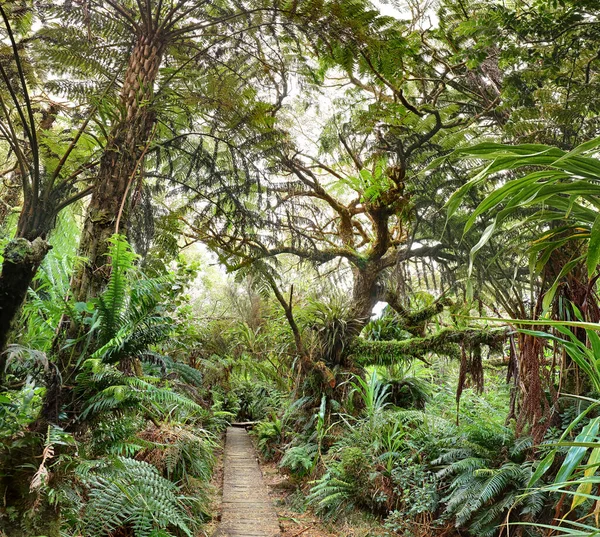 Wanderweg Zum Canyon Trou Fer Auf Der Insel Reunion — Stockfoto
