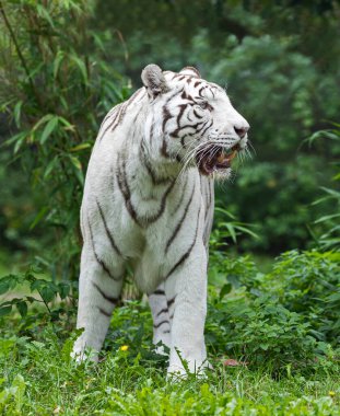 Close up view of a standing white Bengal tiger (Panthera tigris tigris) clipart