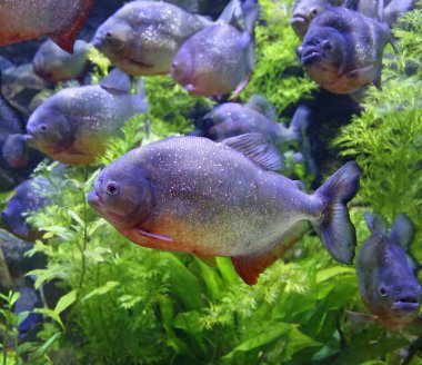 Kırmızı Piranha 'nın (Pygocentrus nattereri) yakın plan görüntüsü)