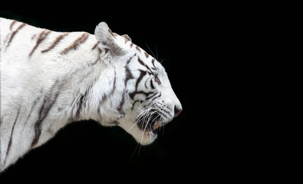 Lado Vista Cerca Tigre Blanco Bengala Panthera Tigris Tigris Aislado — Foto de Stock