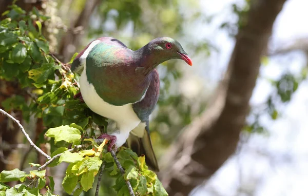 Vue Rapprochée Pigeon Nouvelle Zélande Hemiphaga Novaeseelandiae — Photo