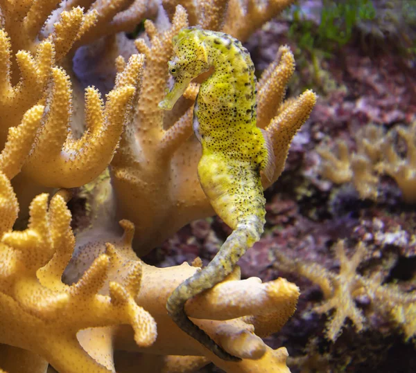 Close View Seahorse Hippocampus Spec — Stock Photo, Image