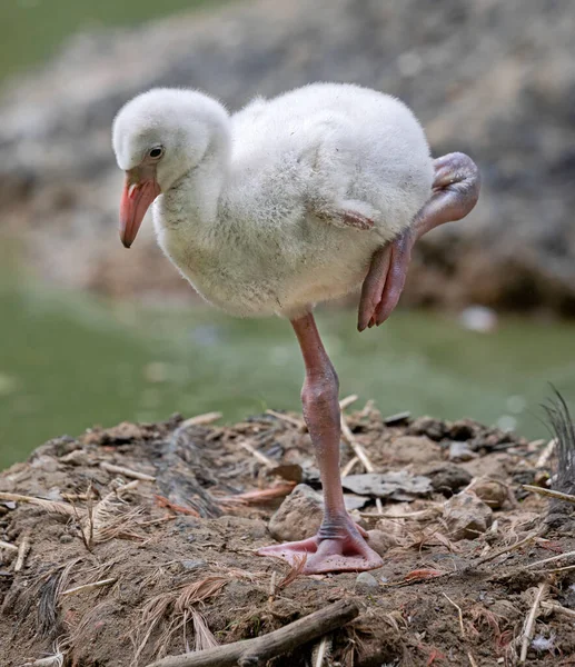Close Van Een Jeugdige Amerikaanse Flamingo Phoenicopterus Ruber — Stockfoto