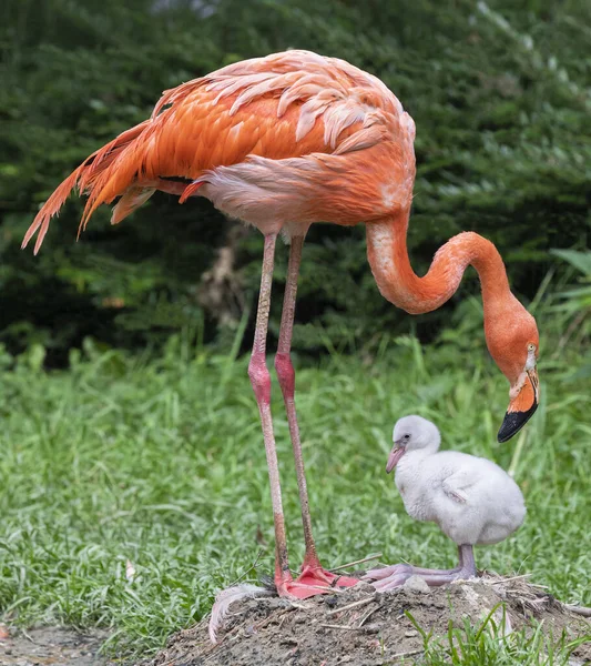 Pisklę Jego Matka Flaming Amerykański Fenicopterus Ruber — Zdjęcie stockowe