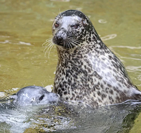 Widok Bliska Harbor Seals Phoca Vitulina Pup Jego Matka — Zdjęcie stockowe