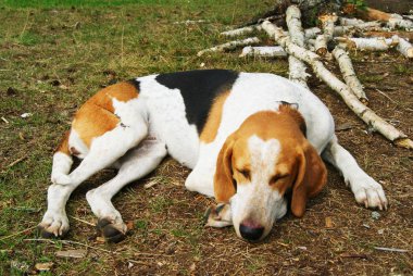 doğada uyuyan av köpeği